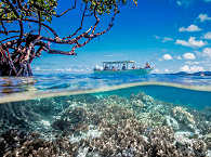 Tauchausflug über die Korallengärten Raja Ampats 