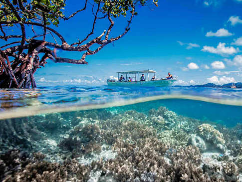 Tauchausflug über die Korallengärten Raja Ampats 