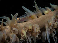 Makro-Tauchen in Lembeh 