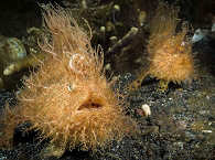 Critter-Tauchen in der Lembeh Strait 