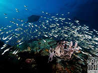 Tauchen in der Dampier Strait · Waiwo Dive Resort 