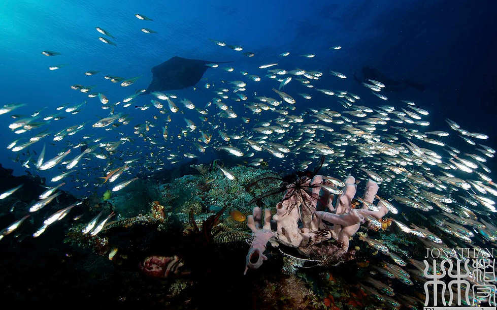 Tauchen in der Dampier Strait · Waiwo Dive Resort 