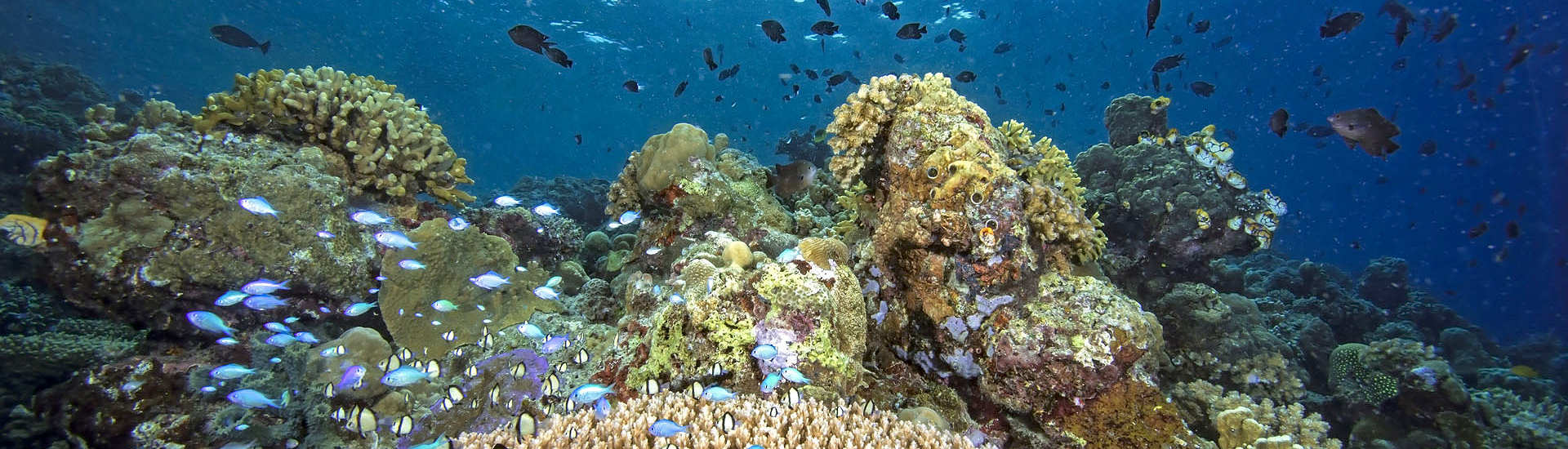 Korallenriff · Tauchen Dampier Strait 