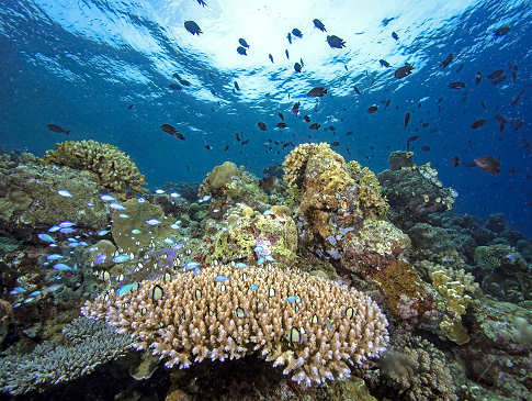 Korallenriff · Tauchen Dampier Strait 