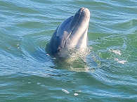 Delfin an der Baja California · Mexiko 