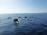 Delfin Tour Sulawesi 