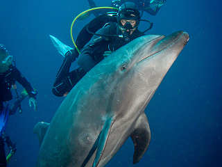 Tauchen mit Delfinen in Socorro 