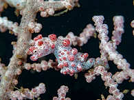 Zwergseepferdchen (Hippocampus bargibanti) 