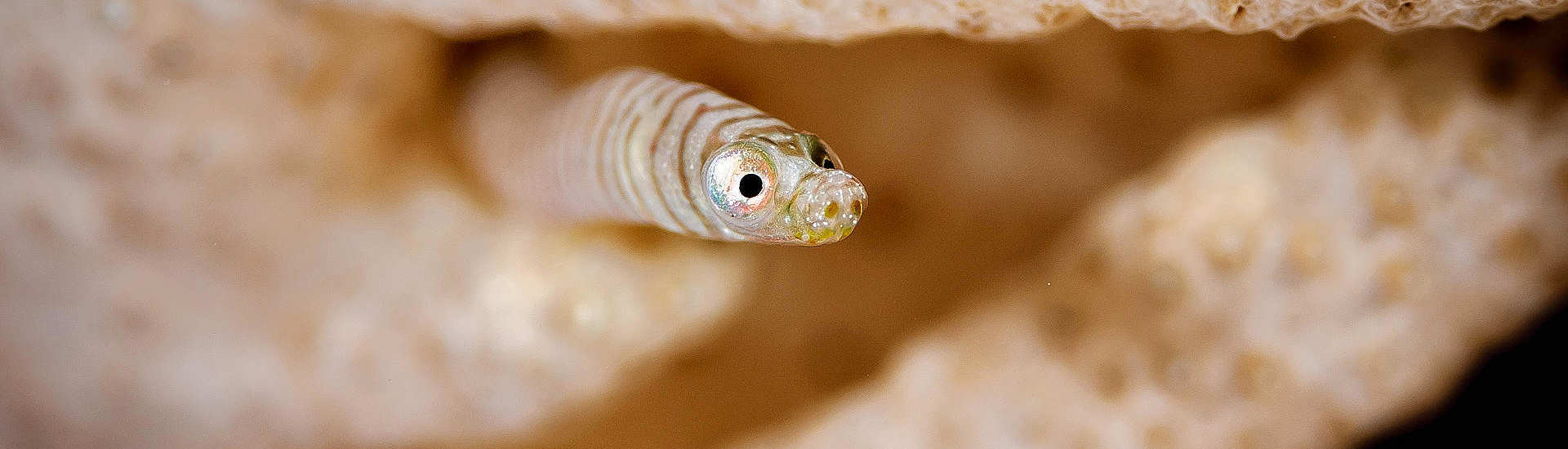 Makro-Tauchen in der Bucht von Ambon 