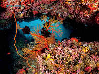 bunte Korallenwelten in den Molukken 