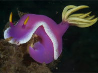 Pinke Nacktschnecke in der Lembeh Strait 