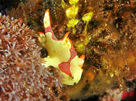 Tauchen in Alor, Indonesien 