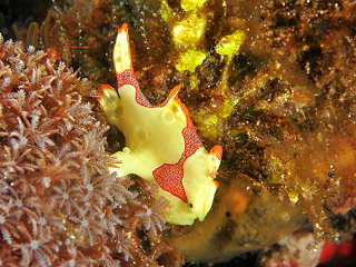 Tauchen in Alor, Indonesien 
