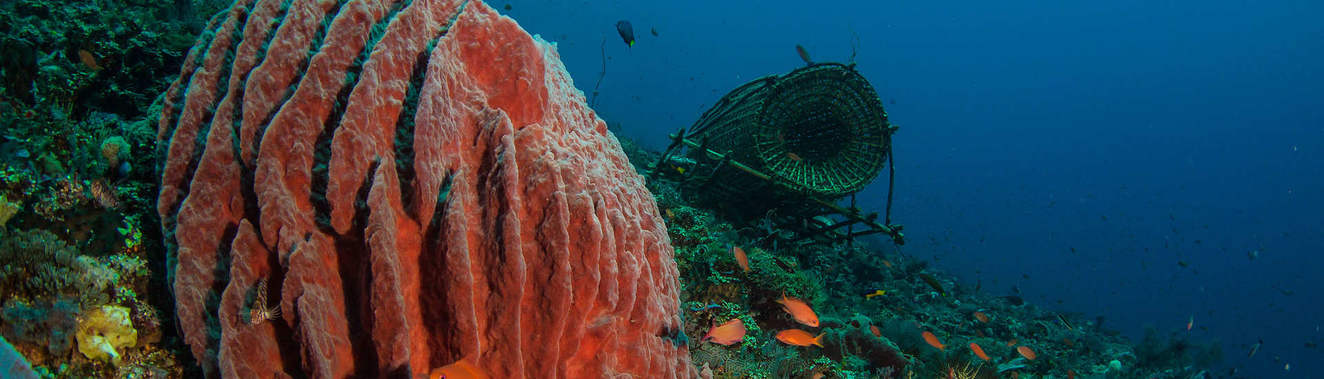 Diving Alor Indonesien – Schatzkammer unter Wasser 