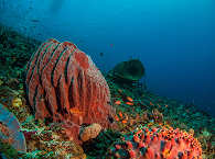 Diving Alor Indonesien – Schatzkammer unter Wasser 