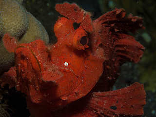 Diving Alor Indonesien 