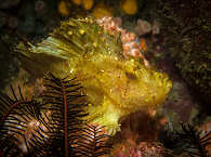 Anilao Diving 