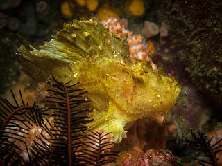 Anilao Diving 