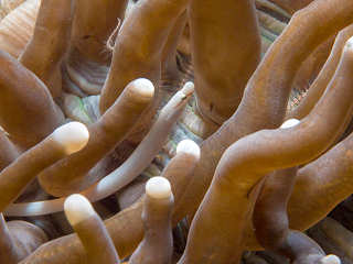 Anilao – Tauchen im Lembeh der Philippinen 