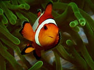 Anemonenfischchen Nemo 