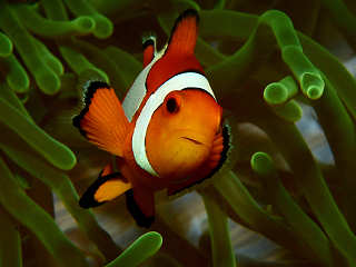 Anemonenfischchen Nemo 