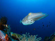 Diving Lembeh / Squid 