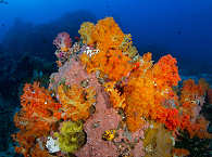 Korallen der Straße von Lembeh 