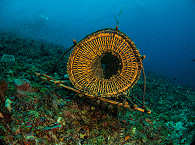 Diving Pantar Indoneisen 