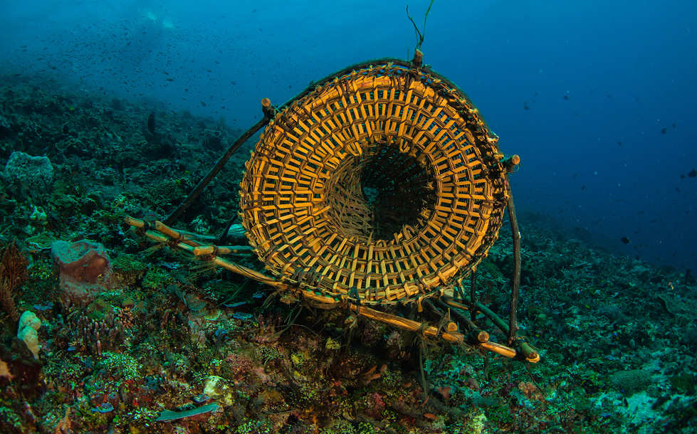Diving Pantar Indoneisen 