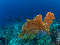 Diving Papua-Neuguinea 