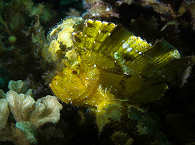 Schaukelfisch · Diving Philippines · Visayas, Luzon und Palawan 