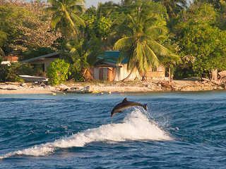 Spielende Delphine – Tiputa Pass, Rangiroa 