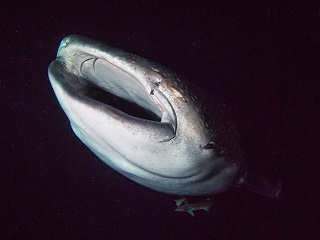 Walhai – Tauchsafaris Malediven 