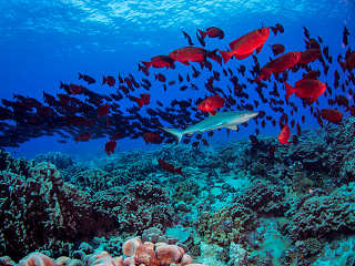 Tauchen im Fakarava-Atoll 