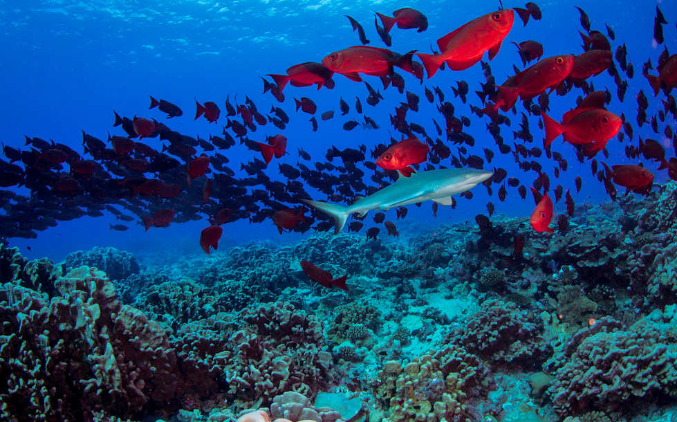 Tauchen im Fakarava-Atoll 