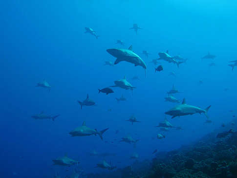 Wall of Sharks am Südpass Tumakohua von Fakarava 