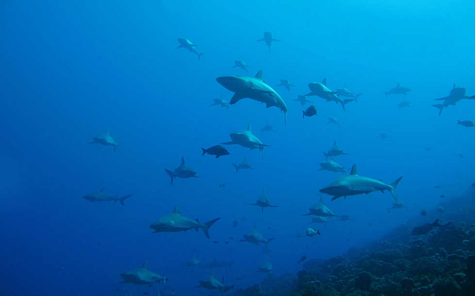 Wall of Sharks am Südpass Tumakohua von Fakarava 