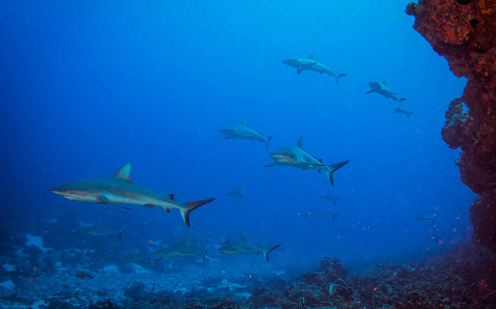 Tauchen Fakarava Atoll · Französisch-Polynesien 