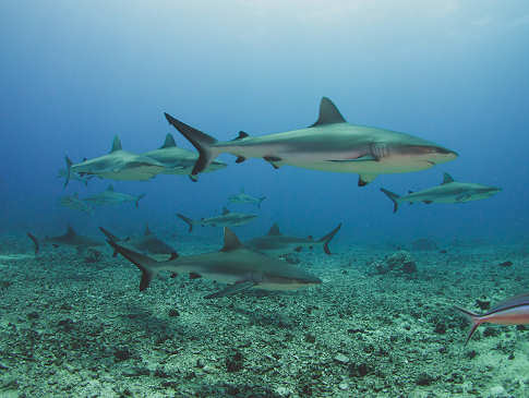 Haischule in Fakarava 