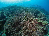 Tauchsafaris Fathers Reefs · Papua-Neuguinea 