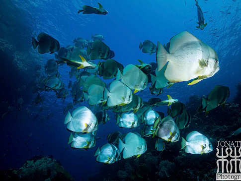 Flederfische (Batfish) · Tauchen Dampier Strait 