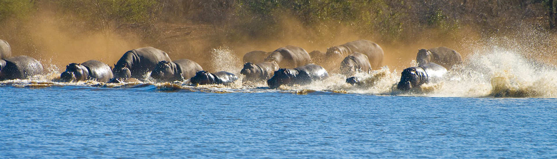Flusspferde im Kruger Nationalpark – Südafrika 