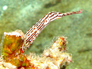 Tauchbasis Froggies Divers Bunaken – Indonesien 