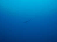 Fuchshai · Tauchen Pantar Strait 