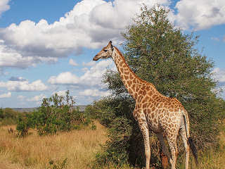 Giraffe im Kruger Nationalpark – Südafrika 