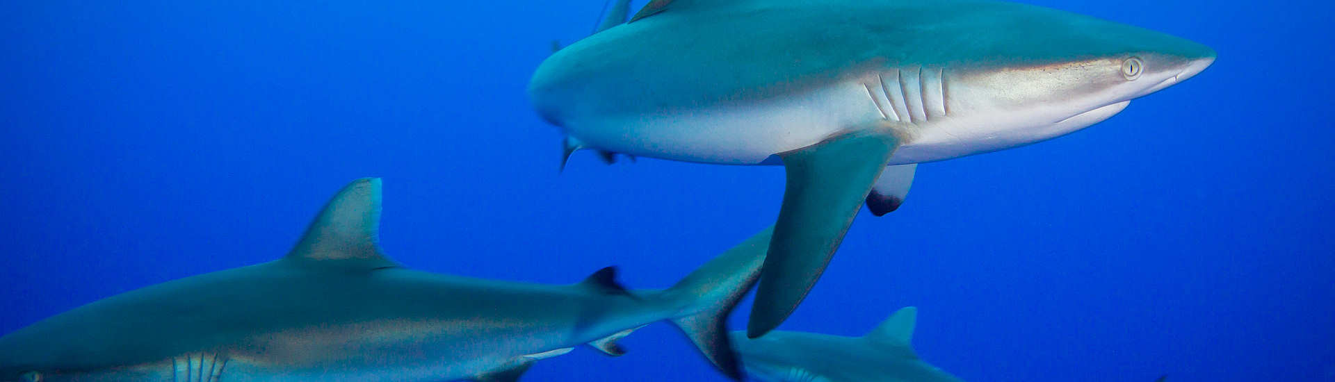 Grauhaie vor Rangiroa – Französisch Polynesien 