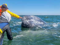 Grauwal San Ignacio Lagoon · Tauchreisen Mexiko, Baja California 