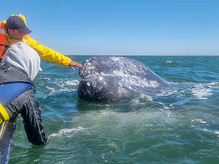 Grauwal San Ignacio Lagoon · Tauchreisen Mexiko, Baja California 