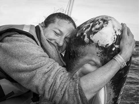 Grauwal in der Lagune San Ignacio 