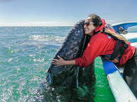 Hug a whale! – Whalewatching Baja California 